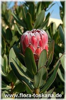 protea_spec_1_-_181006.jpg
