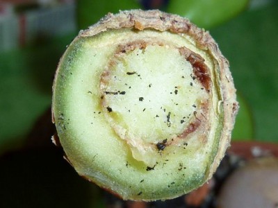 20111105 003 - Kopie (640x480).jpg