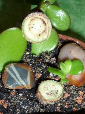 20111105 008 - Kopie (480x640).jpg