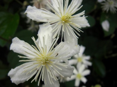 01.08.2007 hohenheim.jpg