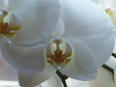 Phalaenopsis_4.jpg