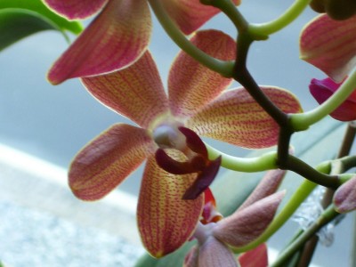 Phalaenopsis_3.jpg
