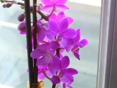Phalaenopsis_1.jpg