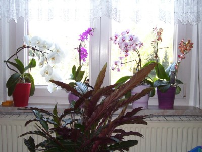 Orchifenster.jpg