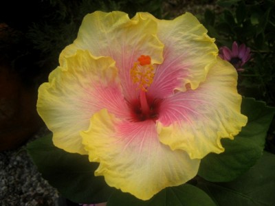 Dee DemetrisXCulture Shock.JPG