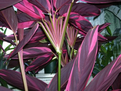 Stromanthe sanguinea triostar.jpg