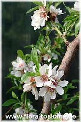 prunus_dulcis_blueten_2_-_digi.jpg