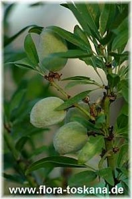 prunus_dulcis_5-030706.jpg