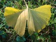 Gingko biloba nov11.jpg