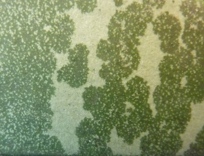 111104 100 - Kopie (640x488).jpg