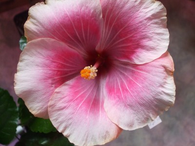 T. Imperial Star.JPG