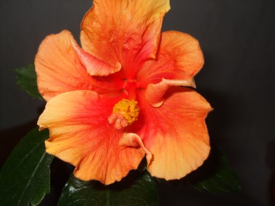 Roltia Splish Splash.JPG