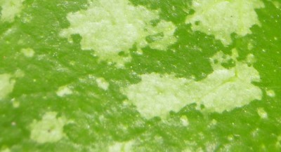 noch ein rätsel.jpg