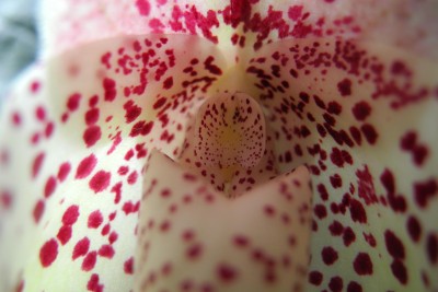 Paphiopedilum Bellatulum Makro.JPG
