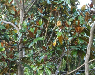 Baum II.JPG