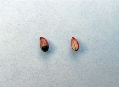 Baum I (6).jpg