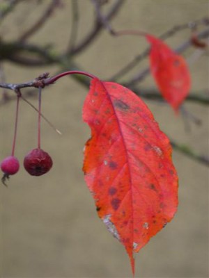 Baum I (3).jpg