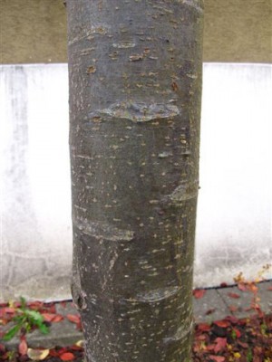 Baum I (2).jpg