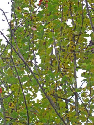 Baum I (1).jpg