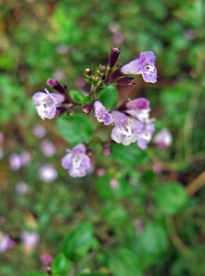 Kübelpflanze II (2).JPG