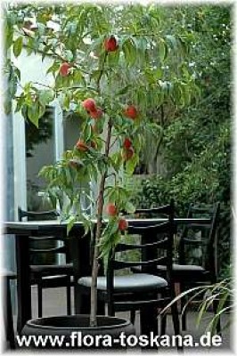 prunus_persica_ganz_2_-_010806.jpg