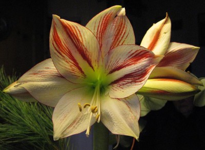 Hippeastrum_0308.jpg