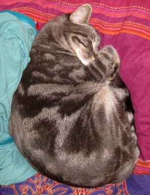 Medi schläft0240.jpg