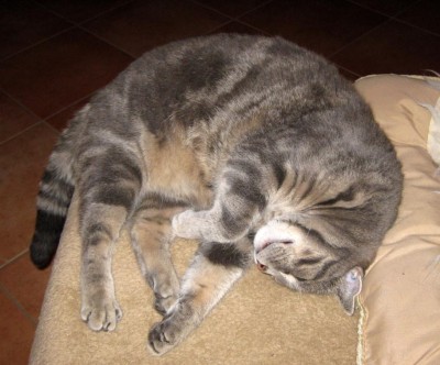 Griesel schläft_0287.jpg