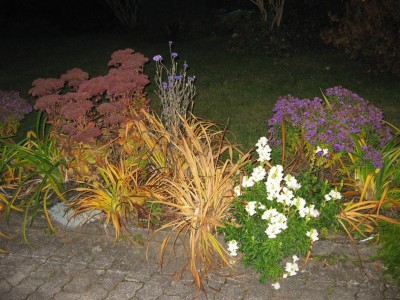 Taglilien im Herbst_0260.jpg
