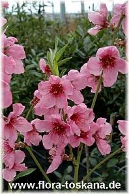 prunus_persica_c_8_-_250306.jpg