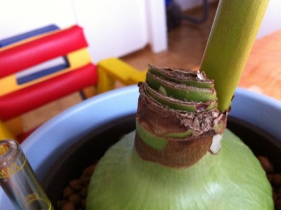 Lima Blatt oder Blüte.jpg