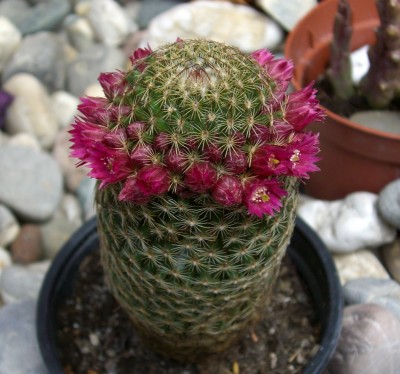 Mammillaria matudae2.JPG
