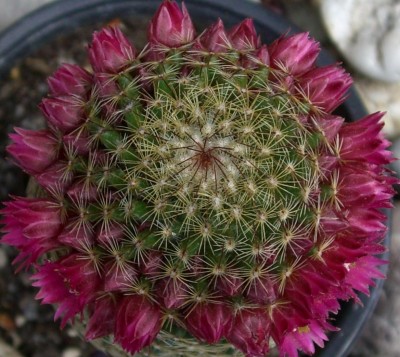 Mammillaria matudae - Kopie.JPG