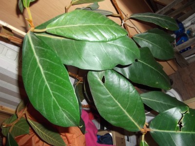 Baum 002.JPG