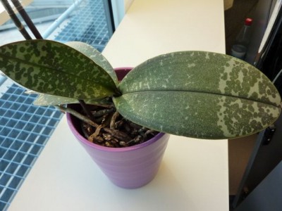 111104 101 - Kopie (640x480).jpg