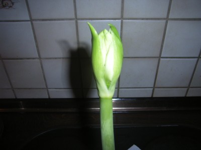 RIMG0035.JPG