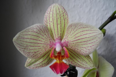 Phalaenopsis-unbekannt-3.JPG