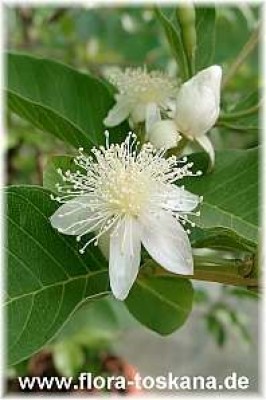 psidium_guajava_bluete_6_-_digi.jpg