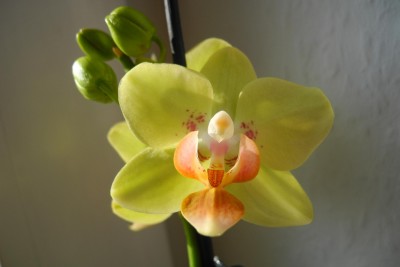 Mini-Phalaenopsis unbekannt1.JPG