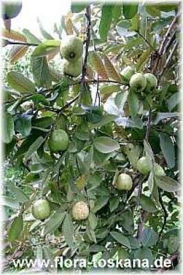 psidium_guajava_6_150206.jpg