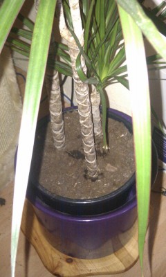 IMAG0801.jpg