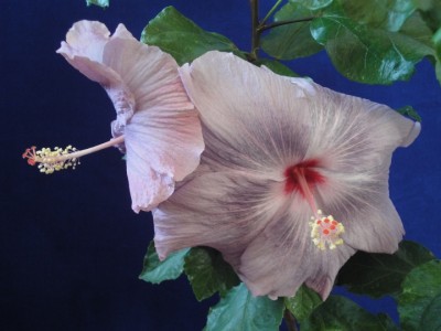 Wagon Wheel x Carmen Keene 08-11-2011.JPG