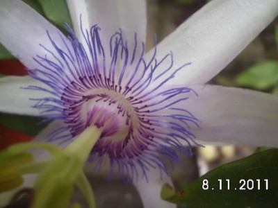 White Amethyst 005.JPG