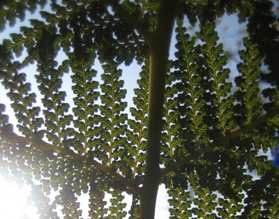 Bild green24 807.jpg