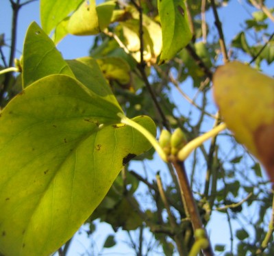 Bild green24 802.jpg