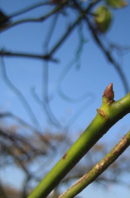 Bild green24 804.jpg