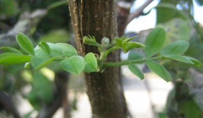 Bild green24 801.jpg