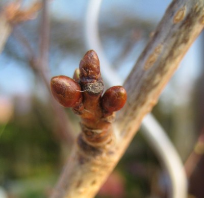 Bild green24 803.jpg