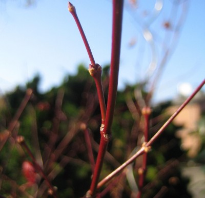 Bild green24 800.jpg