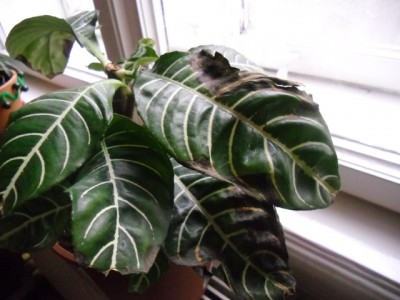 Aphelandra1.JPG